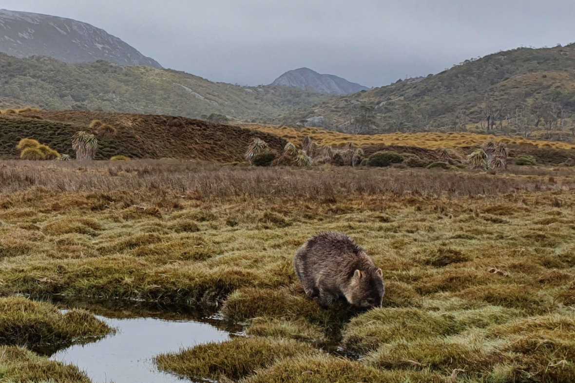 A wombat in Tasmanian wilderness habitat