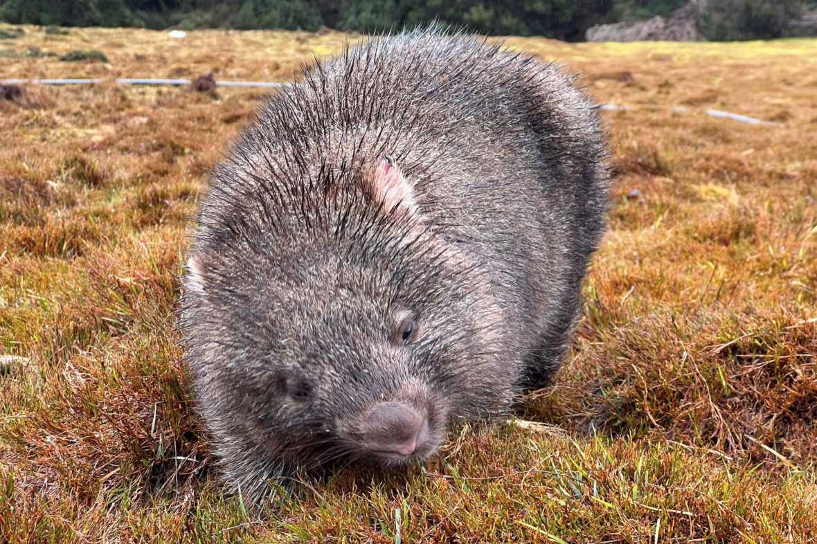 A mixed pile of copper and nickel plated Wombat Nuggets on a clean background